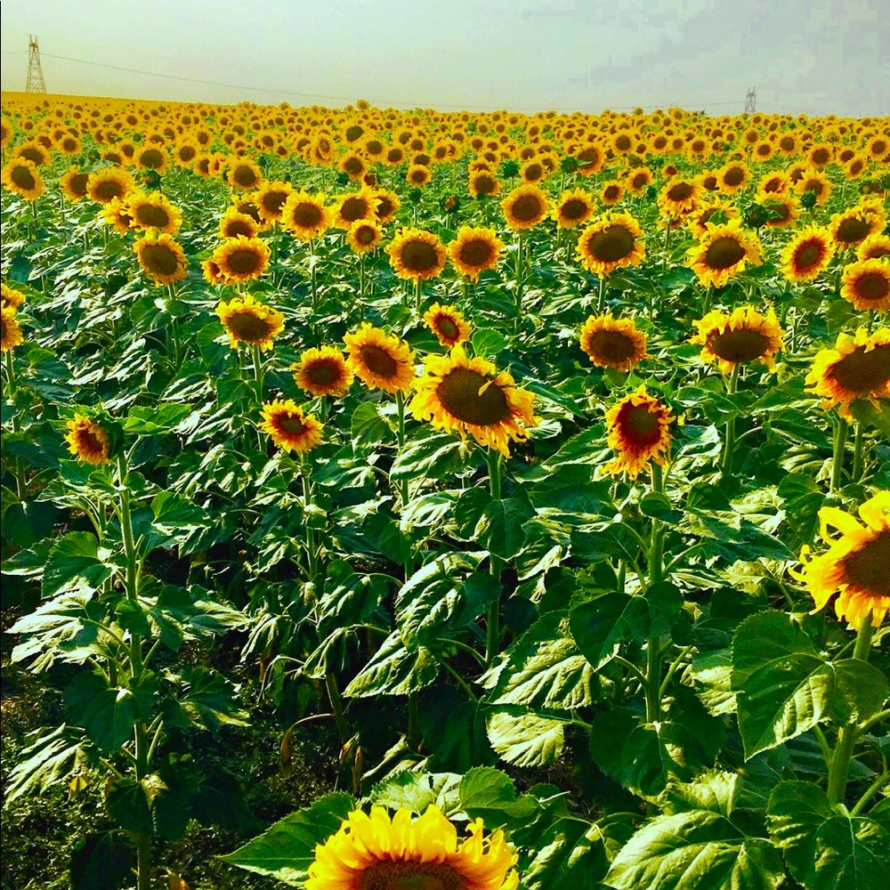 Meet your Posher, Madison